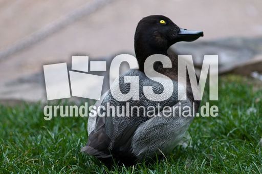 Bergente (12 von 12).jpg